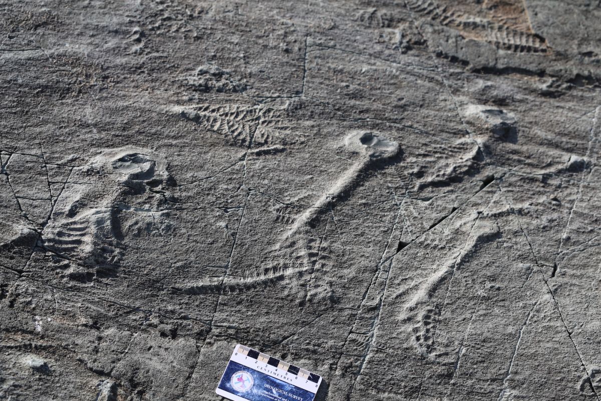 This 500 million-year-old 'social network' may have helped sea monsters clone themselves | Live Science