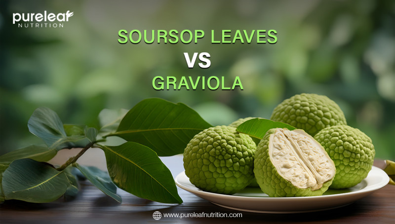 Soursop Leaves vs. Graviola: pureleafnutriti — LiveJournal