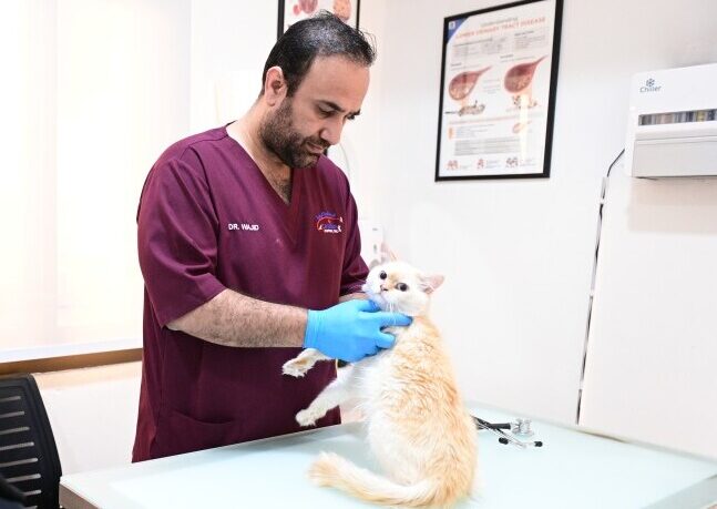 Pet Vaccination Services Dubai | Canadian VC